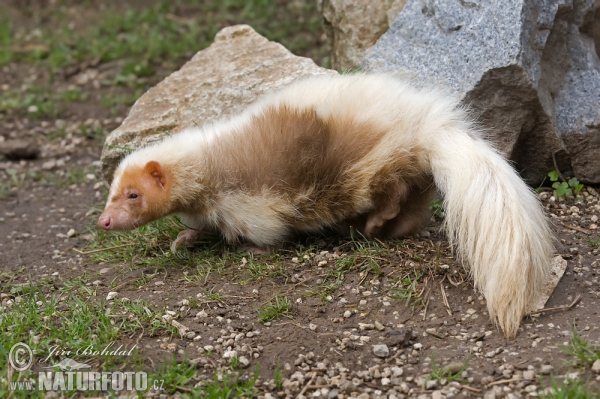 Skunk pruhovaný (Mephitis mephitis)