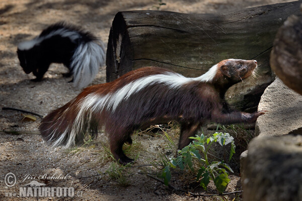 Skunk pruhovaný (Mephitis mephitis)