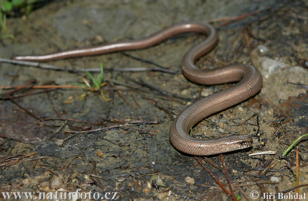 Slepúch lámavý (Anguis fragilis)