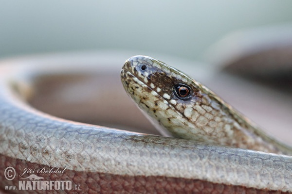 Slepúch lámavý (Anguis fragilis)