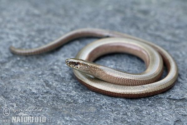 Slepúch lámavý (Anguis fragilis)