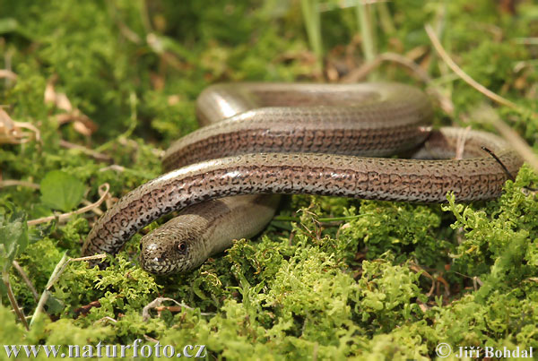 Slepúch lámavý (Anguis fragilis)