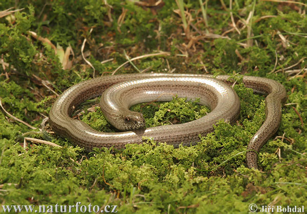 Slepúch lámavý (Anguis fragilis)