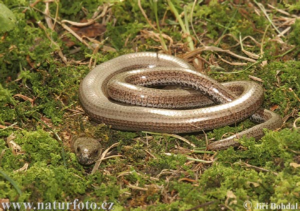 Slepúch lámavý (Anguis fragilis)