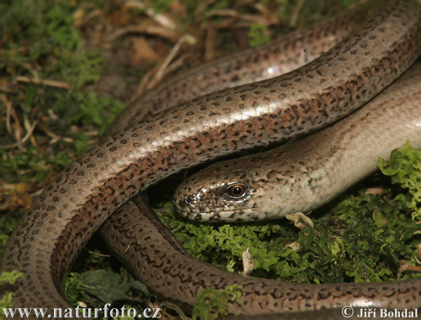 Slepúch lámavý (Anguis fragilis)