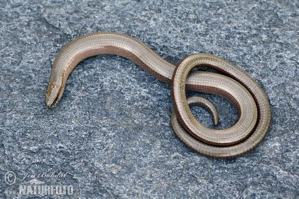 Slepýš křehký (Anguis fragilis)