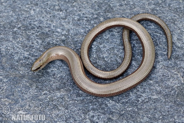 Slepýš křehký (Anguis fragilis)