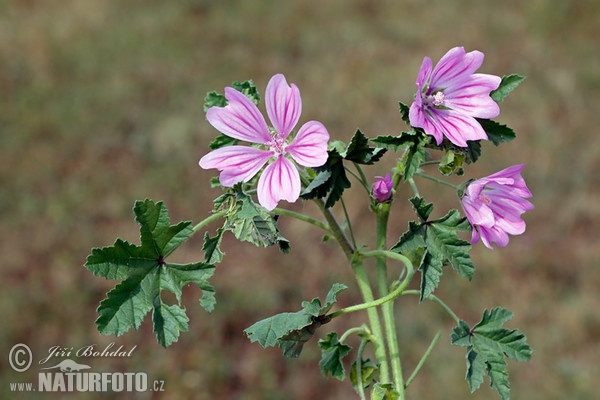 Slez lesný (Malva sylvestris)