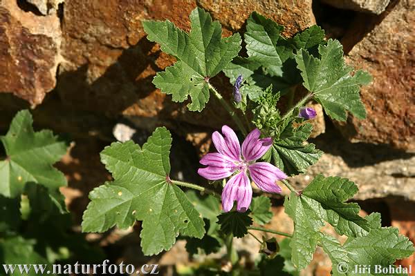 Slez lesný (Malva sylvestris)