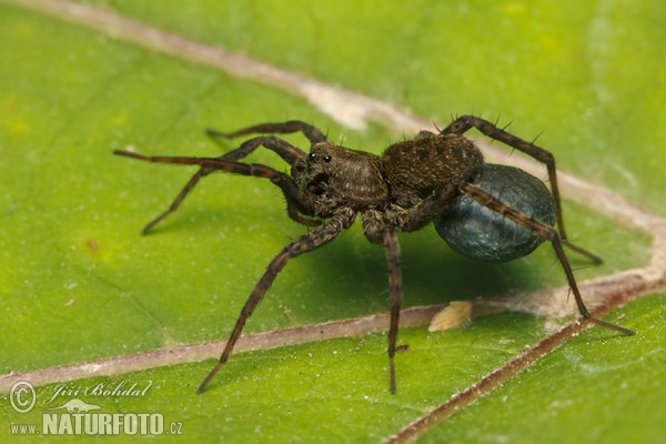 Slíďák mokřadní (Pardosa amentata)