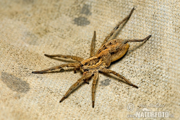 Slíďák narbonský (Lycosa narbonensis)