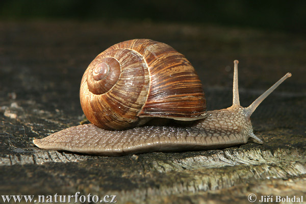 Slimák záhradný (Helix pomatia)