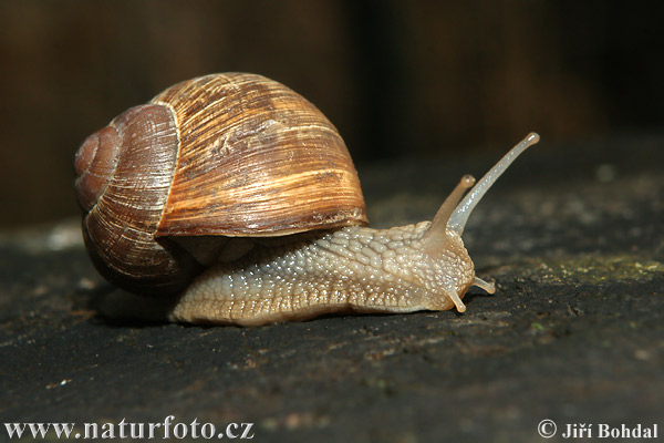 Slimák záhradný (Helix pomatia)