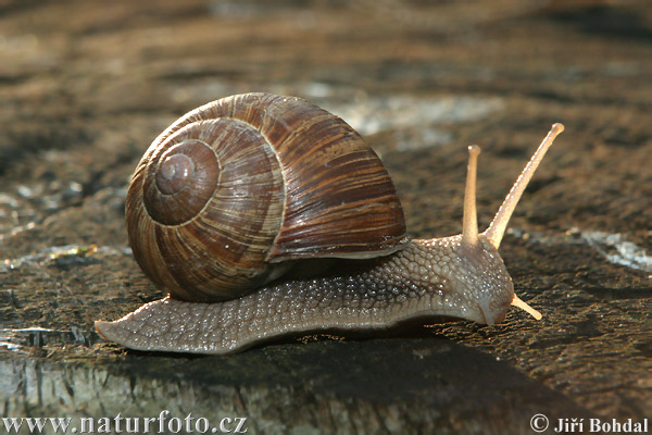 Slimák záhradný (Helix pomatia)