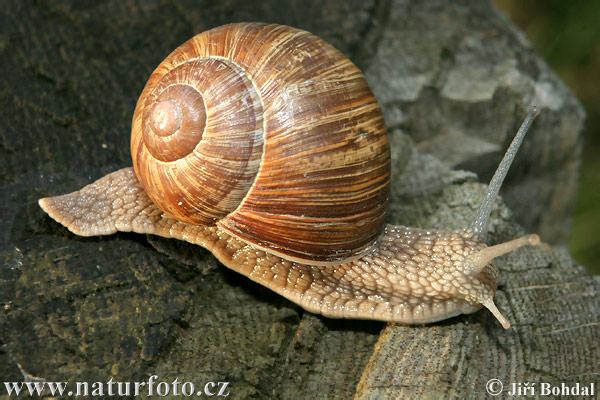 Slimák záhradný (Helix pomatia)