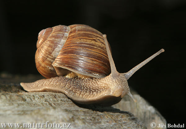 Slimák záhradný (Helix pomatia)