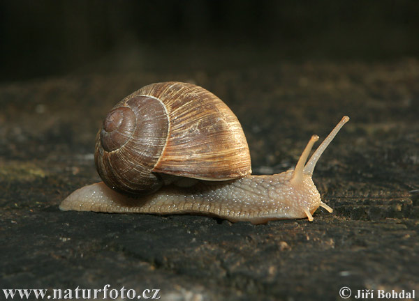 Slimák záhradný (Helix pomatia)