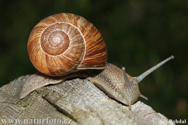 Slimák záhradný (Helix pomatia)