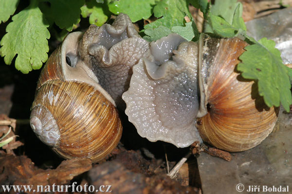 Slimák záhradný (Helix pomatia)