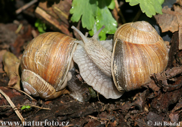 Slimák záhradný (Helix pomatia)