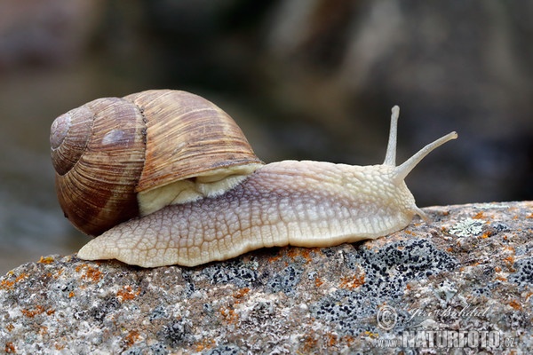 Slimák záhradný (Helix pomatia)