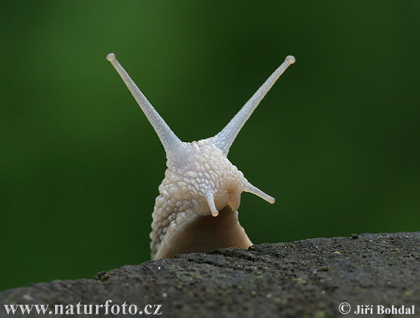 Slimák záhradný (Helix pomatia)