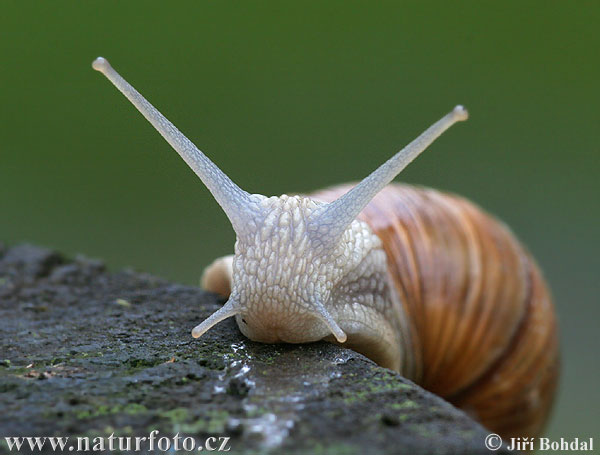 Slimák záhradný (Helix pomatia)