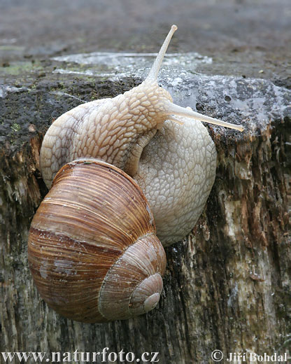 Slimák záhradný (Helix pomatia)