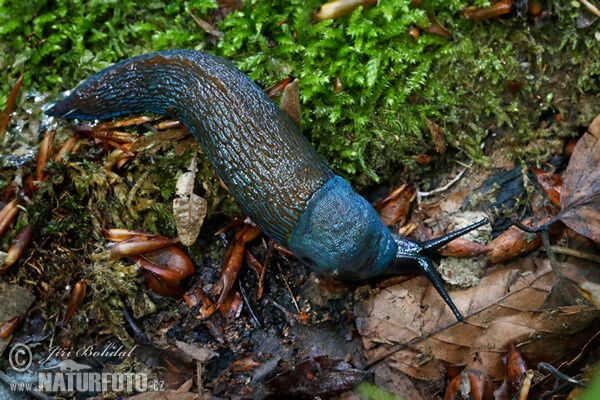 Slizniak karpatský (Bielzia coerulans)