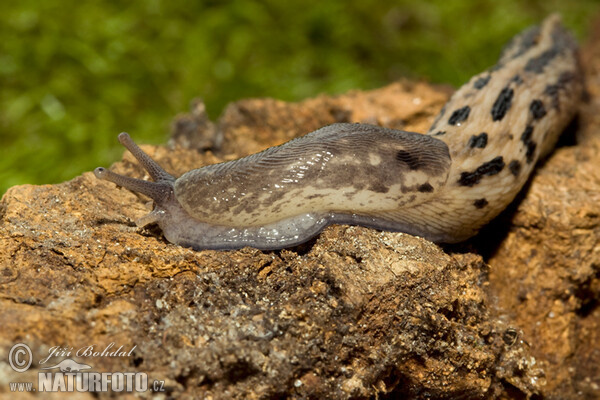 Slizniak pásavý (Limax cinereoniger)