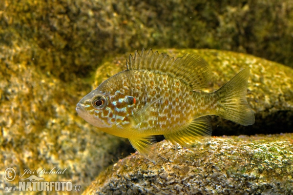 Slnečnica pestrá (Lepomis gibbosus)