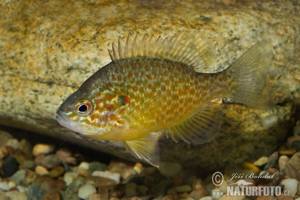 Slnečnica pestrá (Lepomis gibbosus)