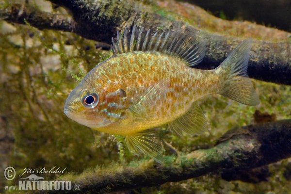 Slnečnica pestrá (Lepomis gibbosus)