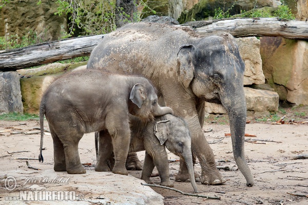 Slon ázijský (Elephas maximus)