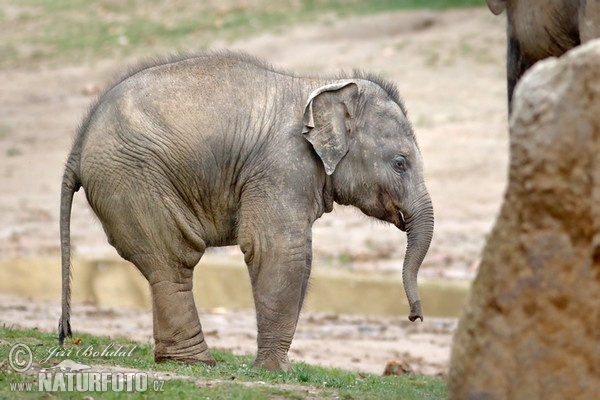 Slon ázijský (Elephas maximus)