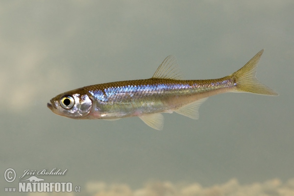 Slunka obecná (Leucaspius delineatus)