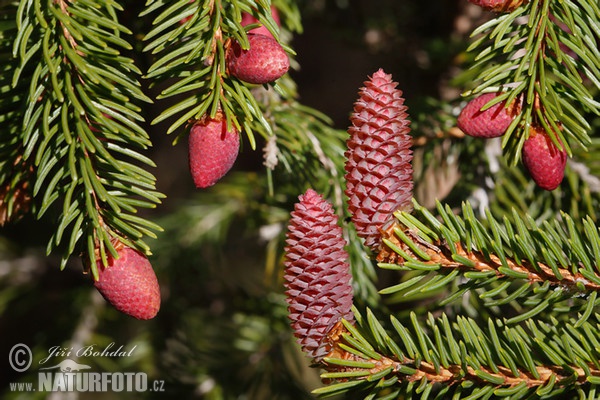 Smrek obyčajný (Picea abies)