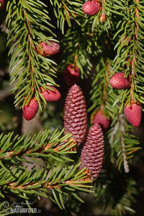 Smrek obyčajný (Picea abies)