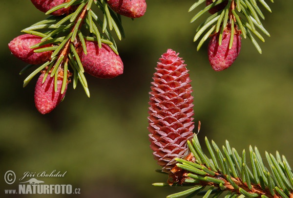 Smrek obyčajný (Picea abies)