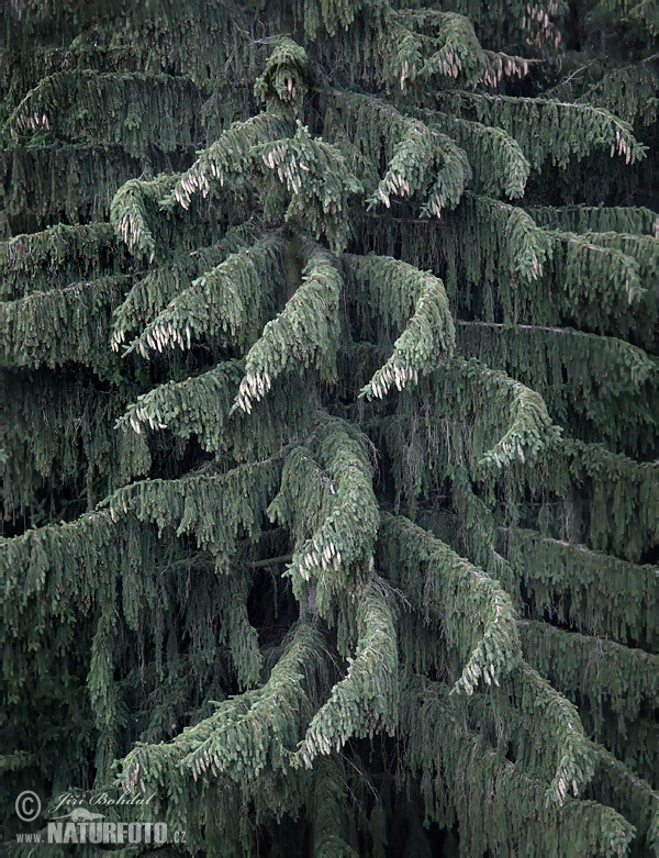 Smrek obyčajný (Picea abies)