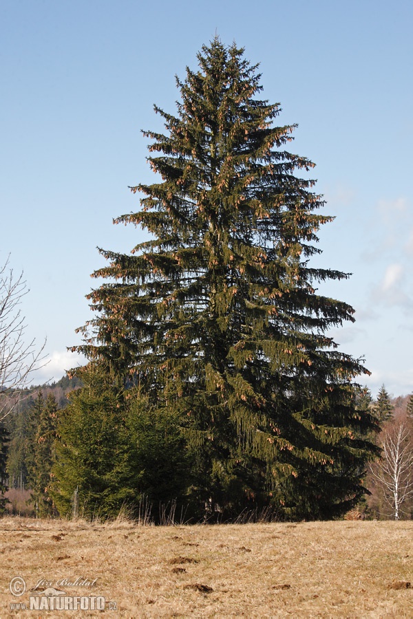 Smrek obyčajný (Picea abies)
