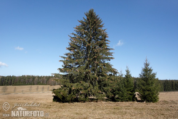 Smrek obyčajný (Picea abies)