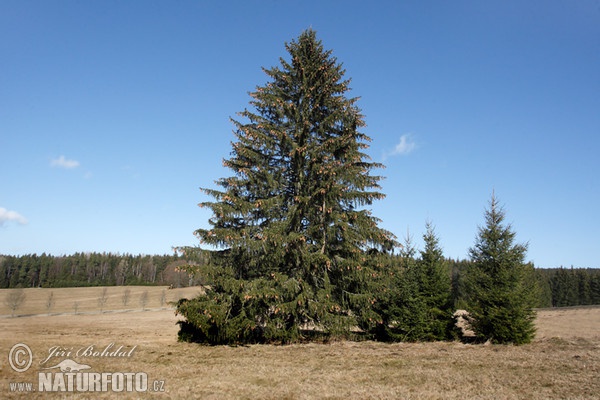 Smrek obyčajný (Picea abies)