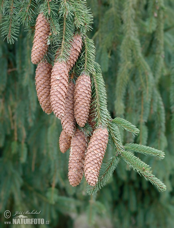 Smrek obyčajný (Picea abies)