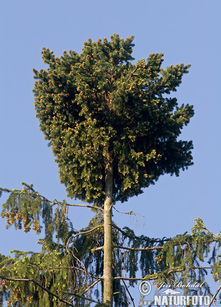 Smrek obyčajný (Picea abies)