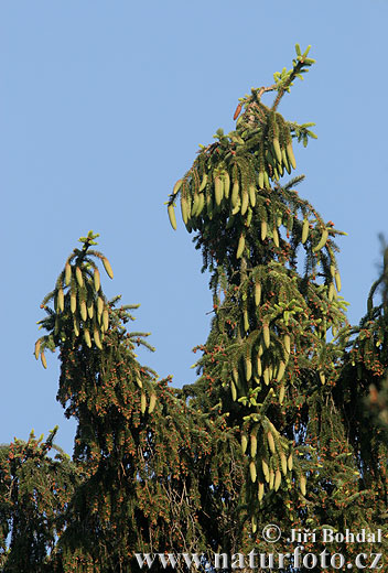 Smrek obyčajný (Picea abies)