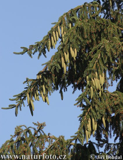 Smrek obyčajný (Picea abies)