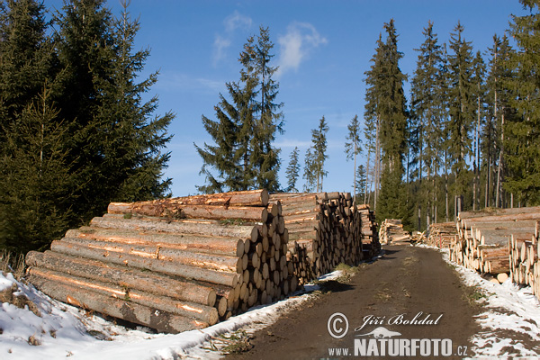 Smrek obyčajný (Picea abies)