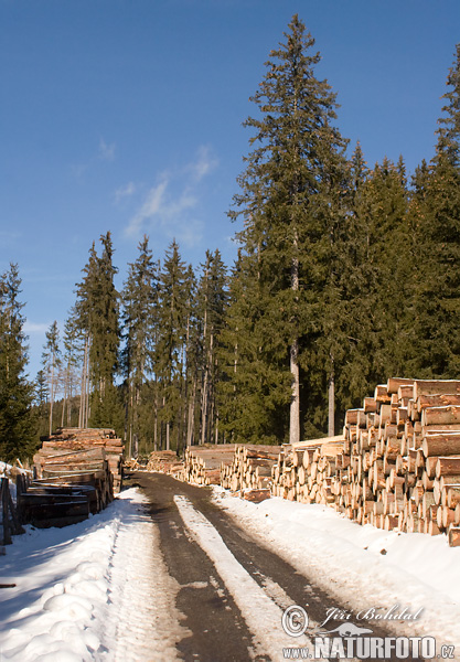 Smrek obyčajný (Picea abies)