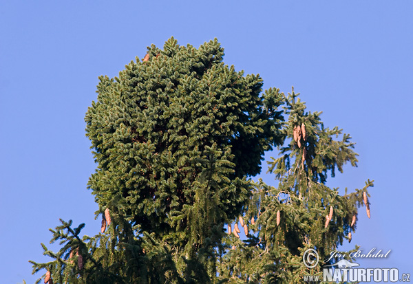 Smrek obyčajný (Picea abies)